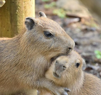 16 Bilder von süßen Capybaras